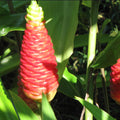 2Pcs Awapuhi Shampoo Ginger Roots, Zingiber Zerumbet Pinecone Ginger for Outdoor Planting, Fresh Ginger Rhizomes to Grow