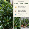Bay Leaf Laurel Trees, Sweet Bay Leaf Plants, Laurus Nobilis Indoor Outdoor Planting 8-10 Inches