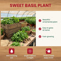 Sweet Basil Plant in 4 Inch Pot, Fragrant Basil Herb for Indoor Outdoor Planting, Fast Growing, Ready to Grow