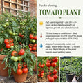 Big Tomato Live Plants, Red Tomato Plant 3-5" Tall