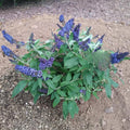 Potted Butterfly Bush Live Plant, 5-9" in Tall, Cold Hardy, Spring Outdoor PlantingBlooms Summer to Fall, Dormant in Winter (Blue Purple Buddleia Plant)
