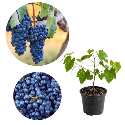 Grape Plant Live Potted, Fruit Vine Starter Plant 5-8 Inches, Hardy Climbing Seedless Grape Vine for Backyard Garden or Trellis (Purple Blue)