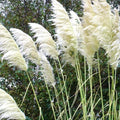 4 White Pampas Grass Plants Live for Planting, 2.5" Pot, Potted Pampas Grass Live Plants Shrub Indoors Outdoors