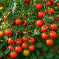 2PPP Large Fruit Tomato Plants Live, Garden Vegetable Plant, 5-8'' Tall