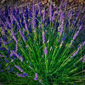 2 Provence Lavender Live Plants, Fragrant Lavender Flowering Herb Plants, 4-8" Tall, Well Rooted for Gardens, Containers and Landscaping