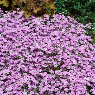 Candy Stripes Creeping Phlox Plant Live in Pot, Perennial Growing, Size 3-6" in Tall Groundcover Spring Blooms