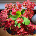 Crown of Thorns Plant Live, Red Euphorbia Milii Plant in 4 Inch Pot, Cactus Plant, Live Cactus Plant Indoor, Succulents Plant Live
