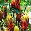 8 Zerumbet Zingiber Shampoo Ginger Roots Rhizomes, Awapuhi Fresh 9 Months Old Roots, Red Ginger Rhizomes Oudoor Planting, Pinecone Lily Ginger Flowers Cold Hardy