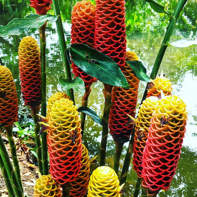 8 Zerumbet Zingiber Shampoo Ginger Roots Rhizomes, Awapuhi Fresh 9 Months Old Roots, Red Ginger Rhizomes Oudoor Planting, Pinecone Lily Ginger Flowers Cold Hardy