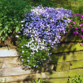 Blue Phlox Live Plant, Creeping Phlox Perennial, Blue-Purple Lavender Creeping Phlox, 1 to 3 Inc Starter Plant and Well Rooted