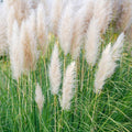 4 White Pampas Grass Plants Live for Planting, 2.5" Pot, Potted Pampas Grass Live Plants Shrub Indoors Outdoors