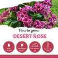 Set 3 Live Desert Rose Plants, Assorted Flowering Succulent Houseplant, Indoor Outdoor Growing 4-7'' Tall