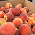 Peach Live Plant, Grafted Peach Plant 1 Feet Tall, Fruit Tree Well-Rooted for Planting (Yellow Red)