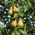 Pear Live Plant, Sweet Crisp Fruit Tree, 6-10 Inch Tall