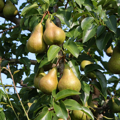 Pear Live Plant, Sweet Crisp Fruit Tree, 6-10 Inch Tall