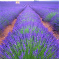 4 Lavender Plants Live Starter Plants Plug 1-3" in Tall, Hardy Perennial Lavender for Garden and Landscape with Fragrant Purple Blooms, No Pot (Phenomenal)