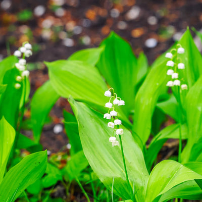 15 Lily of the Valley Plant Roots, Live Lily Rhizomes for Planting, Fragrant White Flowers Lily of the Valley Plant Bare Roots for Outdoor Indoor Home Gardens