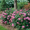 Well-Rooted Hydrangea Live Plant in 2.5 Inch Pot, Hydrangea Tree Shrub Bush Perennial Outdoor Planting (Deep Pink)
