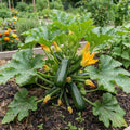 Green Zucchini Live Plant, Zucchini Vegetable Vine Plant, 4-7" Tall in Pot