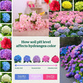 Hydrangea Live Plant in 2.5 Inc Pot, Hydrangea Tree Shrub Bush Perennial Outdoor Planting, Change Color Each Season (Ruby Red Pink)