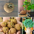 Medium Stephania Cephalantha Live Caudex Plant, Rare Succulent Houseplant for Indoor Decor, Root 2.5-3.5 Inch Wide, Very Hardy