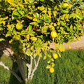 2 Meyer Lemon Tree Live Plants in 4'' Pot, Hardy Meyer Lemon Tree, Tropical Fruit Tree for Indoor and Outdoor Planting, Fragrant Citrus Plants, Well-Rooted, 2-3 Inches Tall