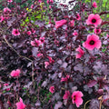 2 Live Cranberry Hibiscus Plants, 4 Inc to 6 Inc Tall, Tropical Plant Live Well Rooted, Hibiscus Live Plants, Hibiscus Plant Live