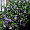 Rose of Sharon Plant, Hardy Althea Hibiscus Flowering Shrub in 4'' Pot, Outdoor Garden Starter Plant for Landscape or Hedge (Purple)
