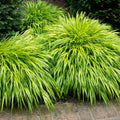 Ornamental Golden Grasses Live Plants Perennial, Yellow Japanese Grass, Cold Hardy Grass Live Plant in Fully Rooted in 2 1/4" Clumps