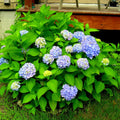Blue to Pink Hydrangea Bush Plant Tree Live Shrub in Pot, Starter Plant 4 to 9 Inches, Hydrangea Tree, Dormant, Change Color Blooms