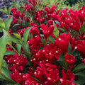 Red Weigela Live Plant for Garden, 4 Inch Pot Flower Plant, Red Weigela Bush Plants for Outdoor Garden
