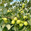 Live Granny Smith Apple Tree Plant 6-10 Inch Tall