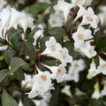 Cream Weigela Flowers Plant, Live Weigela Flowers Plant, 4 Inches Pot, Starter Plant for Outdoor Patio, Container