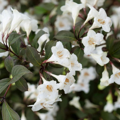 Cream Weigela Flowers Plant, Live Weigela Flowers Plant, 4 Inches Pot, Starter Plant for Outdoor Patio, Container