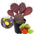Purple Prickly Pear Cactus Plant Live, 3 Inc Pot, Prickly Pear Cactus Live Plant, 3 to 5 Inc Tall, Hardy Succulent Plants Garden