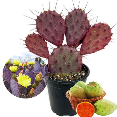 Purple Prickly Pear Cactus Plant Live, 3 Inc Pot, Prickly Pear Cactus Live Plant, 3 to 5 Inc Tall, Hardy Succulent Plants Garden