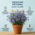 4 Mexican Petunia Live Plants 4–7 Inches Tall, Mexican Petunia Flowering Plants for Borders, Beds or Landscape (Mix)