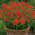 2 Deep Red Milkweed Plants Live Butterfly Asclepias Tuberosa, Wildflowers Perennial Bush, Swamp Common Plant, 5-9" in Tall, No Pot