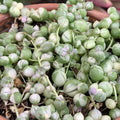 Variegated String of Pearls Plant Live, String of Pearls Plant Live, Variegated String of Pearls, Live String of Pearls Succulent Plant in Pot for Indoor House Planting (4 Inch Pot)