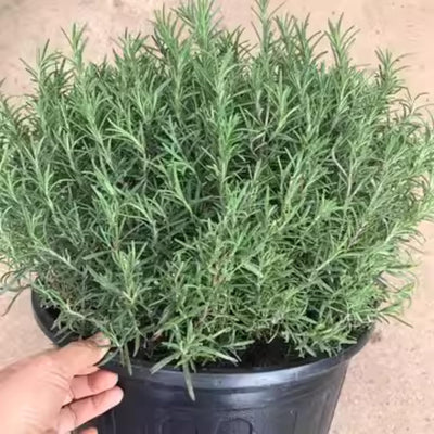 Rosemary Plant Live in Pot, Live Hardy Rosemary Plant, 5 to 7 Inc in Height Ready to Plant and Outdoor Garden