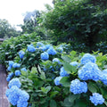 Blue Hydrangea Bush Plant Hydrangea Plant, 6 to 8 Inches Long, Live Hydrangea Shrub Plant in 2.5 Inc Pot