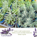 4 Lavender Plants Live Outdoor Indoor, Cold Hardy Fragrant Perennial Herb for Garden and Landscape, 4-8 Inch Tall (Mix Lavender)