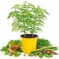 2PPP Moringa Plants Live, Malunggay Trees 5-8 Inches Tall