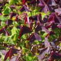 2 Burgundy Oxalis Plant Live, Oxalis Triangularis Shamrock Live Plant, 5 to 7 Inc Long, Hanging Basket Home Garden