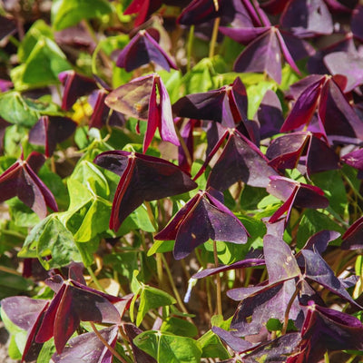 2 Burgundy Oxalis Plant Live, Oxalis Triangularis Shamrock Live Plant, 5 to 7 Inc Long, Hanging Basket Home Garden
