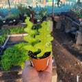 Fishbone Cactus Plants Live for Hanging Basket, Starter Size 2" Pot, Houseplants Epiphyllum Plant, RIC Rac Cactus Plants Live, Pink White Blooms
