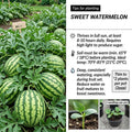 2PPP Sweet Watermelon Live Vine Plant, Watermelon Fruit Plant Live 4-7" Tall in 4" Pot, Red Sweet Fruit, Fast Growing Outdoor Garden Plant
