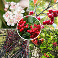 Red Chokeberry Plant Live, 9 Months Old Aronia Plants Shrub Bush, 6 to 12 Inc Plant