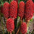 8 Zerumbet Zingiber Shampoo Ginger Roots Rhizomes, Awapuhi Fresh 9 Months Old Roots, Red Ginger Rhizomes Oudoor Planting, Pinecone Lily Ginger Flowers Cold Hardy