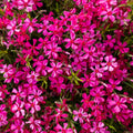 Red Creeping Phlox Plant in Quart Pot, 3-6" Live Garden Phlox Plants, Pink Blooms, Perennial Groundcover